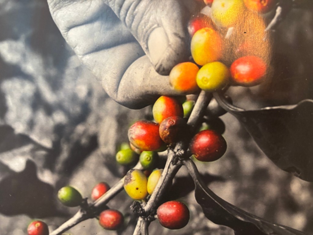 Coffee Beans